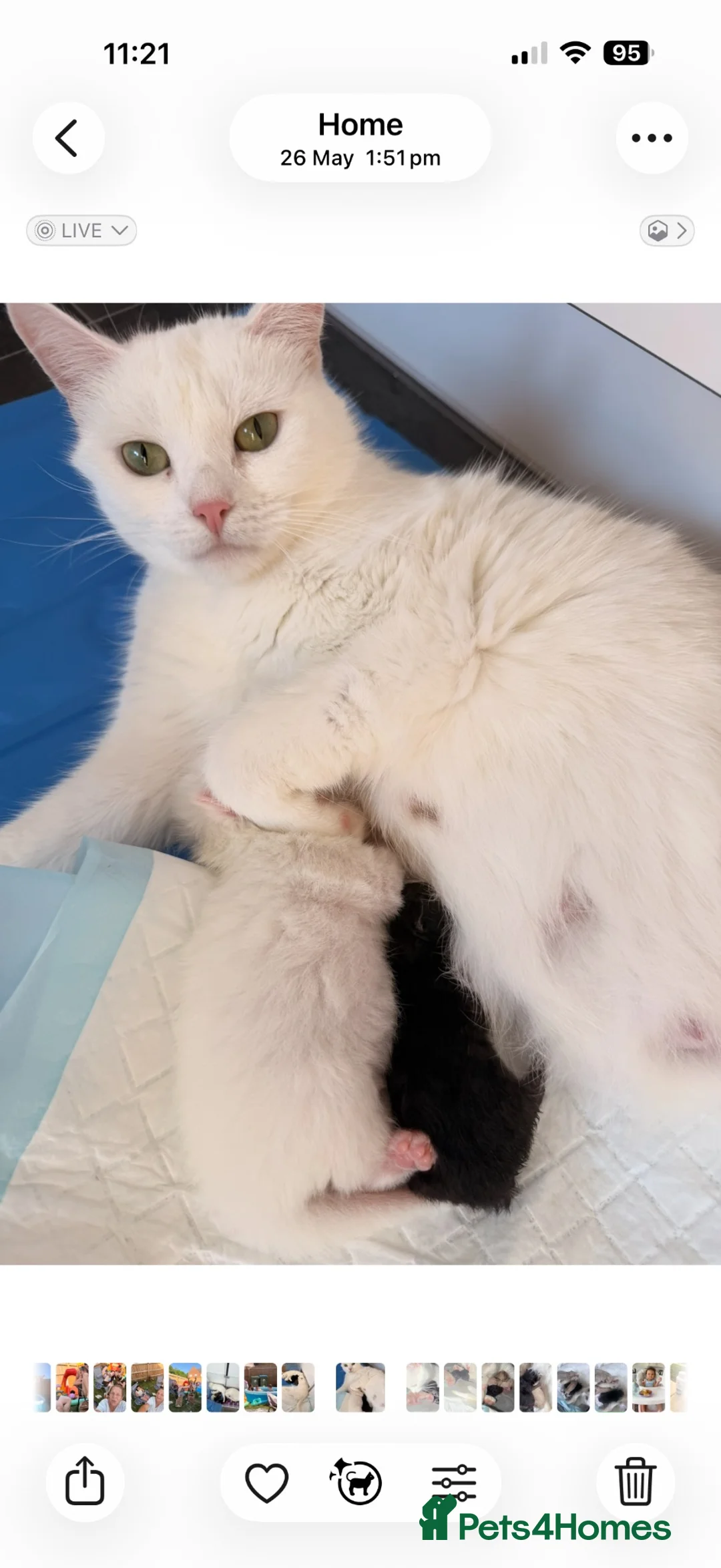 Turkish Angora cats for sale: 6 gorgeous kittens  in Buckingham - Advert 1