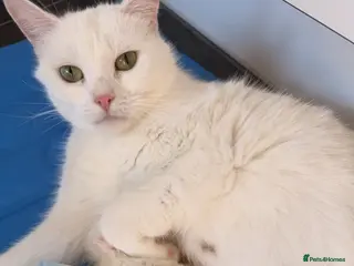 Turkish Angora cats 6 gorgeous kittens - Advert 3