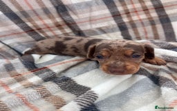 Miniature Dachshund dogs for sale: 5⭐️BREEDERS🏆KCREG🌸6GIRL💙1BOY🩺HEALTH TESTED🧬 - Image 14
