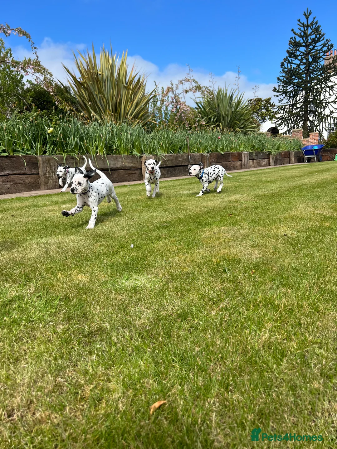 Dalmatian dogs for sale: Beautiful litter of Dalmatian puppies  - Advert 1