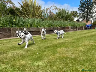 Dalmatian dogs Beautiful litter of Dalmatian puppies - Advert 4