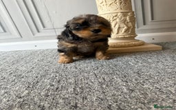 Cockapoo dogs for sale: Beautiful Cockerpoo Puppies. (Sand, Merle, Black) - Image 9