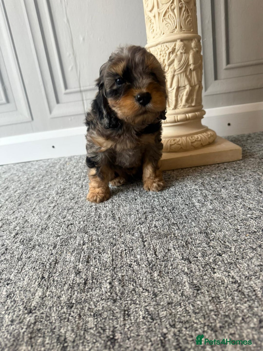 Cockapoo dogs for sale: Beautiful Cockerpoo Puppies. (Sand, Merle, Black) - Image 9