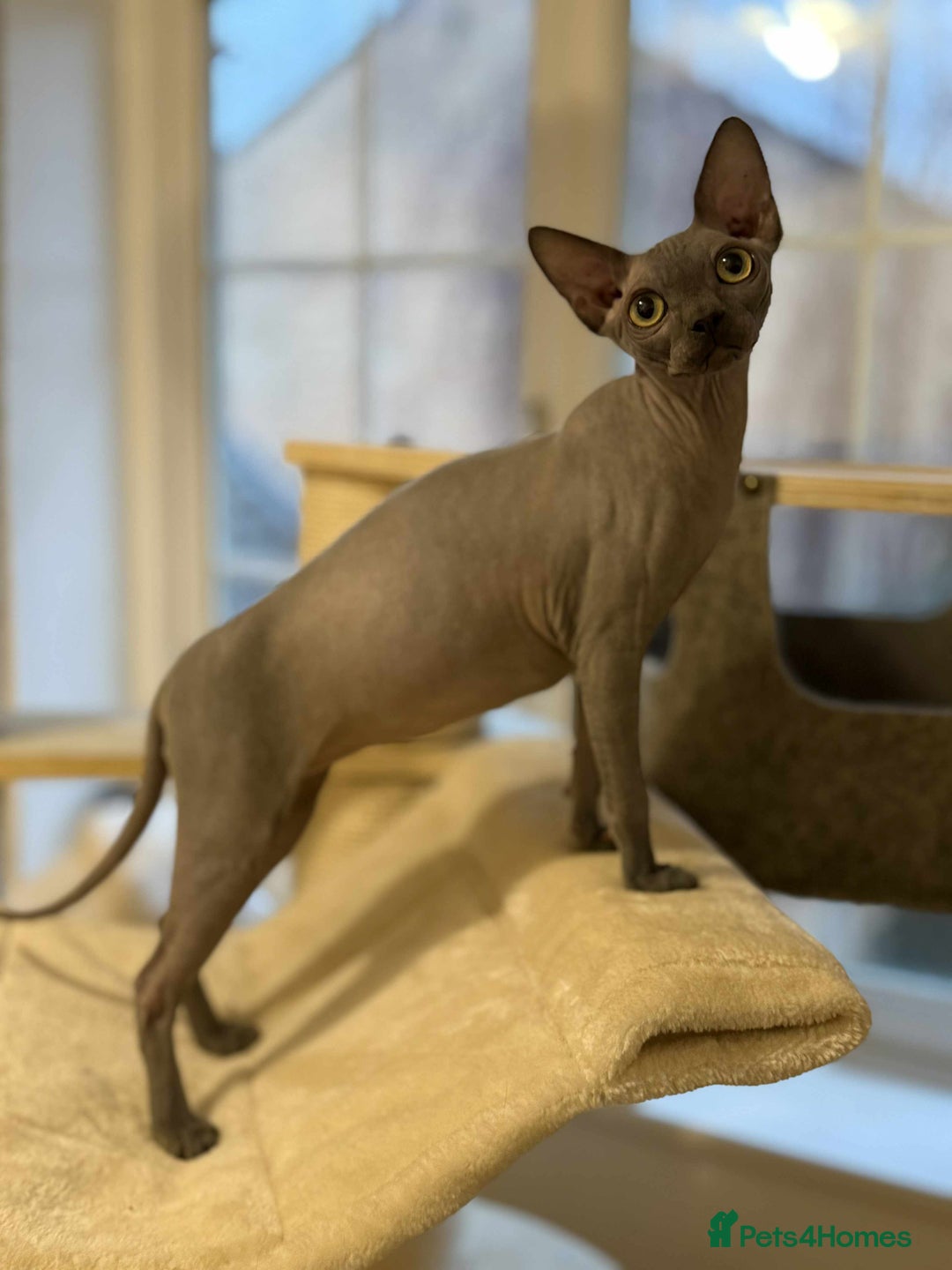 Sphynx cats for sale: Emaidacanadiansphynx - Advert 9