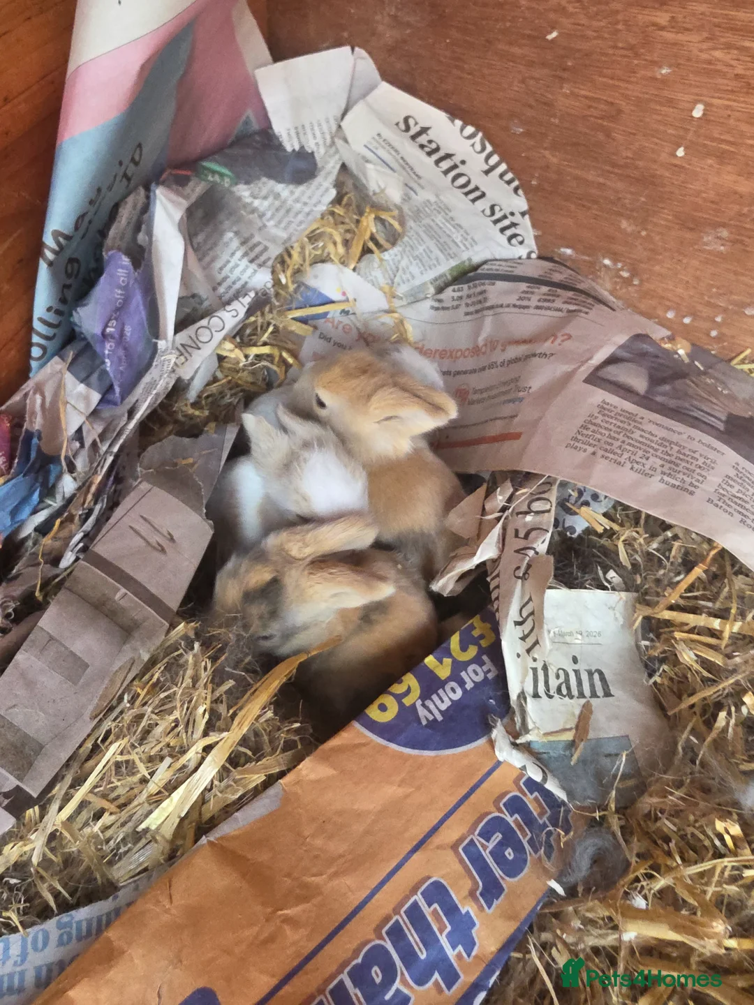Lionhead rabbits for sale: Double maned lionhead babies - Advert 2