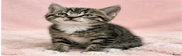 European cats for sale: Kittens  - Advert 6