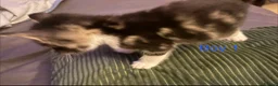 Mixed Breed cats for sale: 3 beautiful kittens for sale - Advert 4