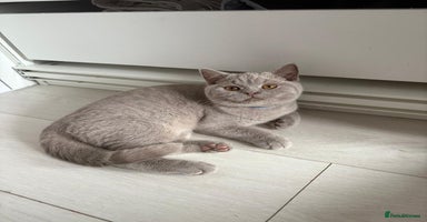 British Shorthair cats in Barnsley - Advert 3