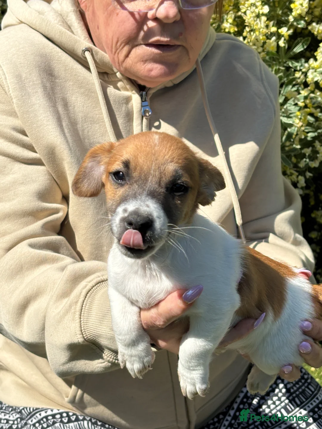 Jack Russell dogs for sale: Jack Russel Puppies READY to LEAVE NOW  in Camberley - Advert 2