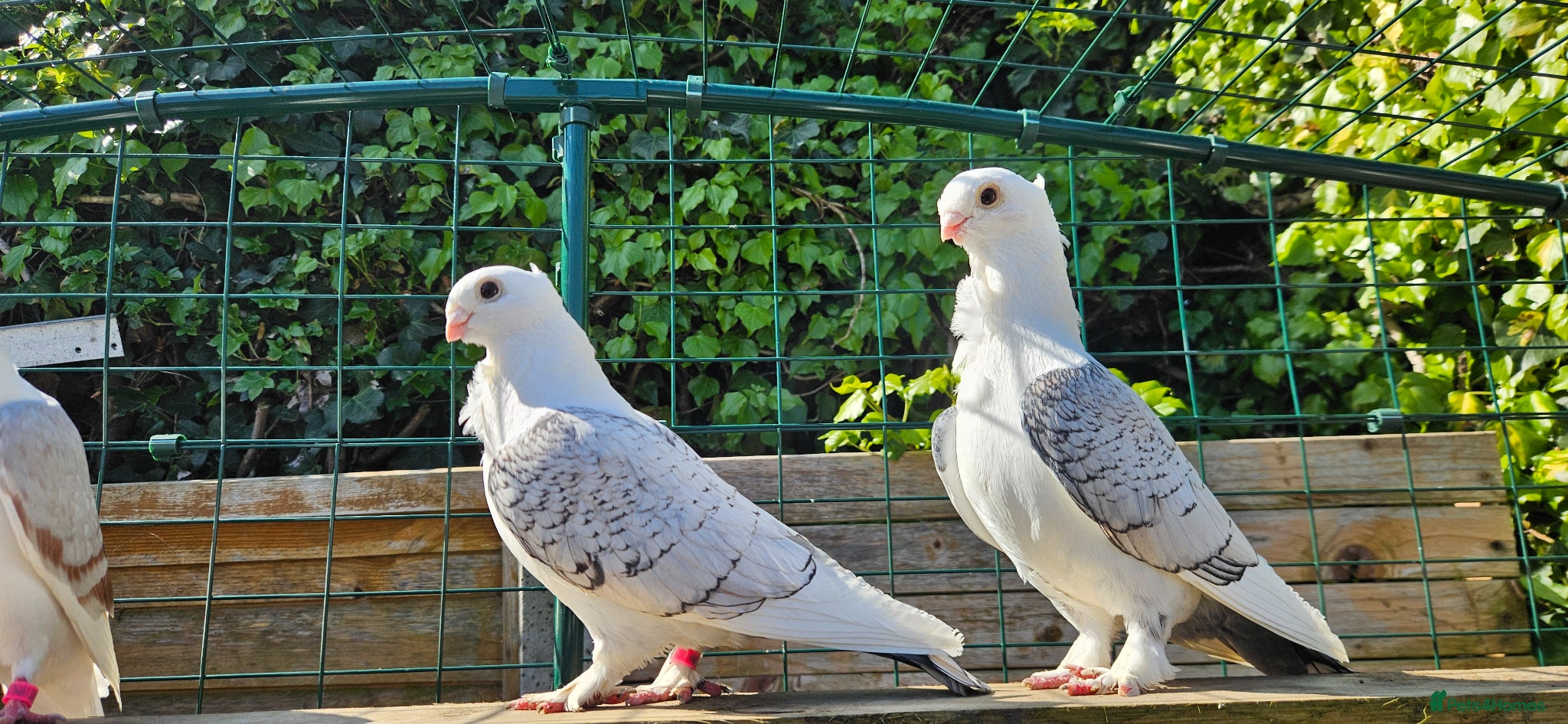 Pigeons birds Classic oriental frills - Advert 16