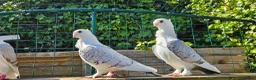 Pigeons birds for sale: Classic oriental frills - Advert 1