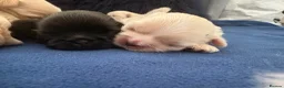 Shih Tzu dogs for sale: KC Reg Imperial Shihtzu Pups 3 boys 2Girls - Advert 5