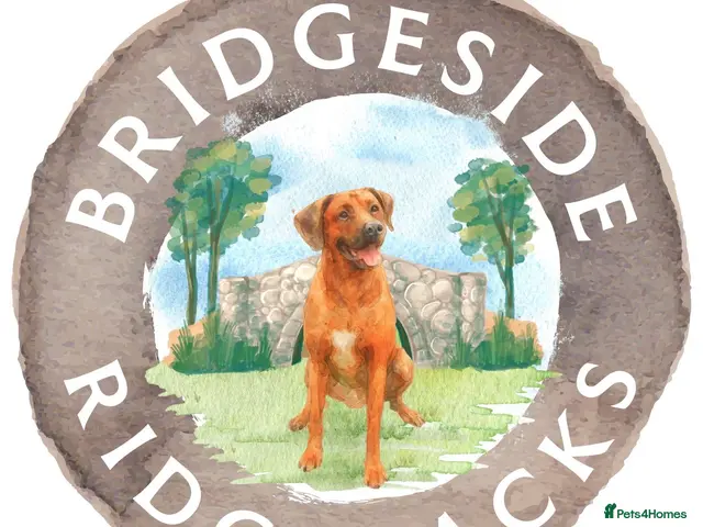 Rhodesian Ridgeback dogs for sale: Rhodesian Ridgeback Puppies European Pedigree - Advert 1