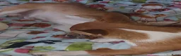 Chihuahua dogs for sale: Peanut and Lil Bear  - Advert 16