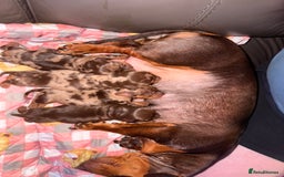 Miniature Dachshund dogs for sale: Miniature dachshund puppies - Image 3
