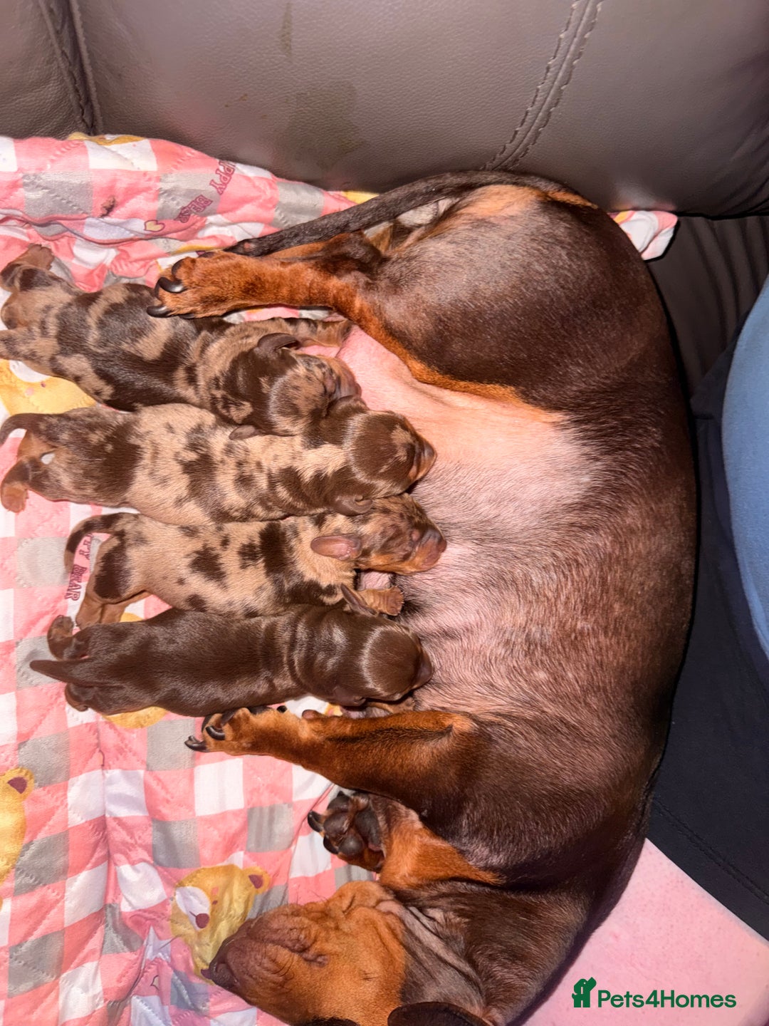 Miniature Dachshund dogs for sale: Miniature dachshund puppies - Image 3