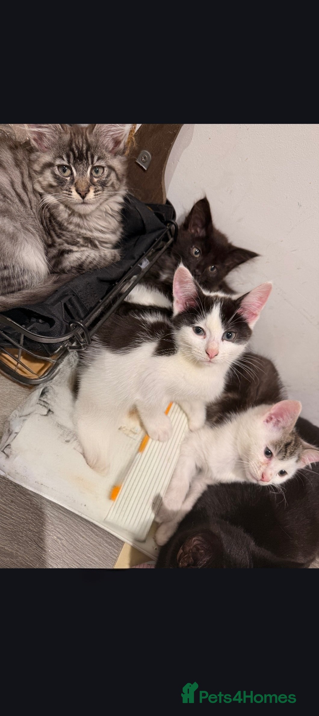 Mixed Breed cats Kittens  - Advert 15