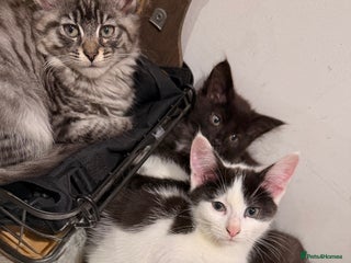 Mixed Breed cats Kittens - Advert 15