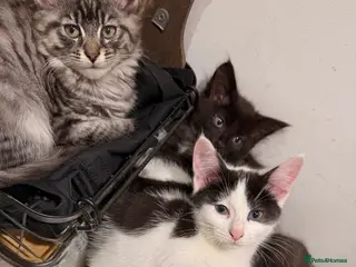 Mixed Breed cats Kittens - Advert 20