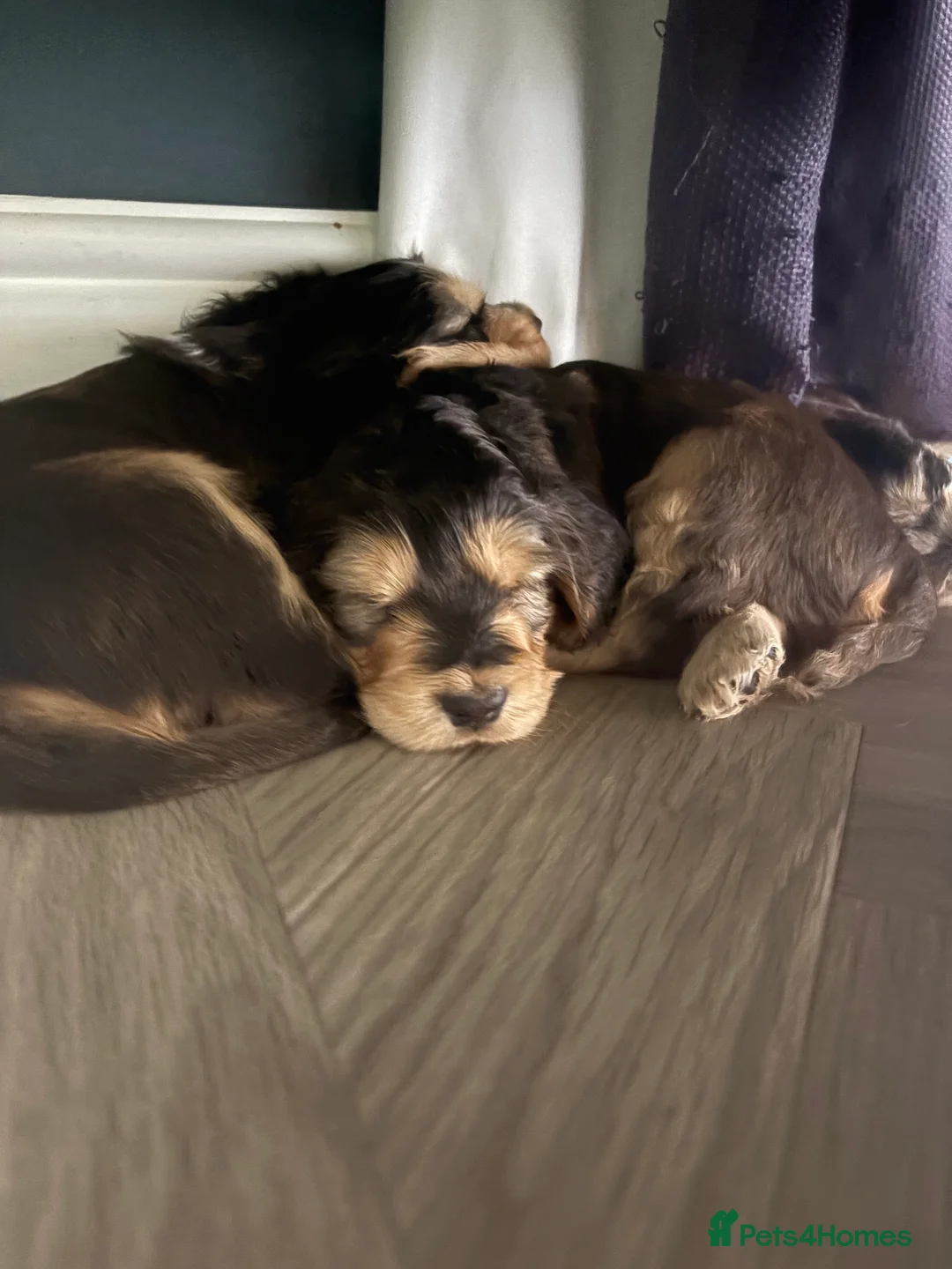 Cocker Spaniel dogs for stud: MALE COCKER SPANIEL STUD in Southend-on-Sea - Advert 11