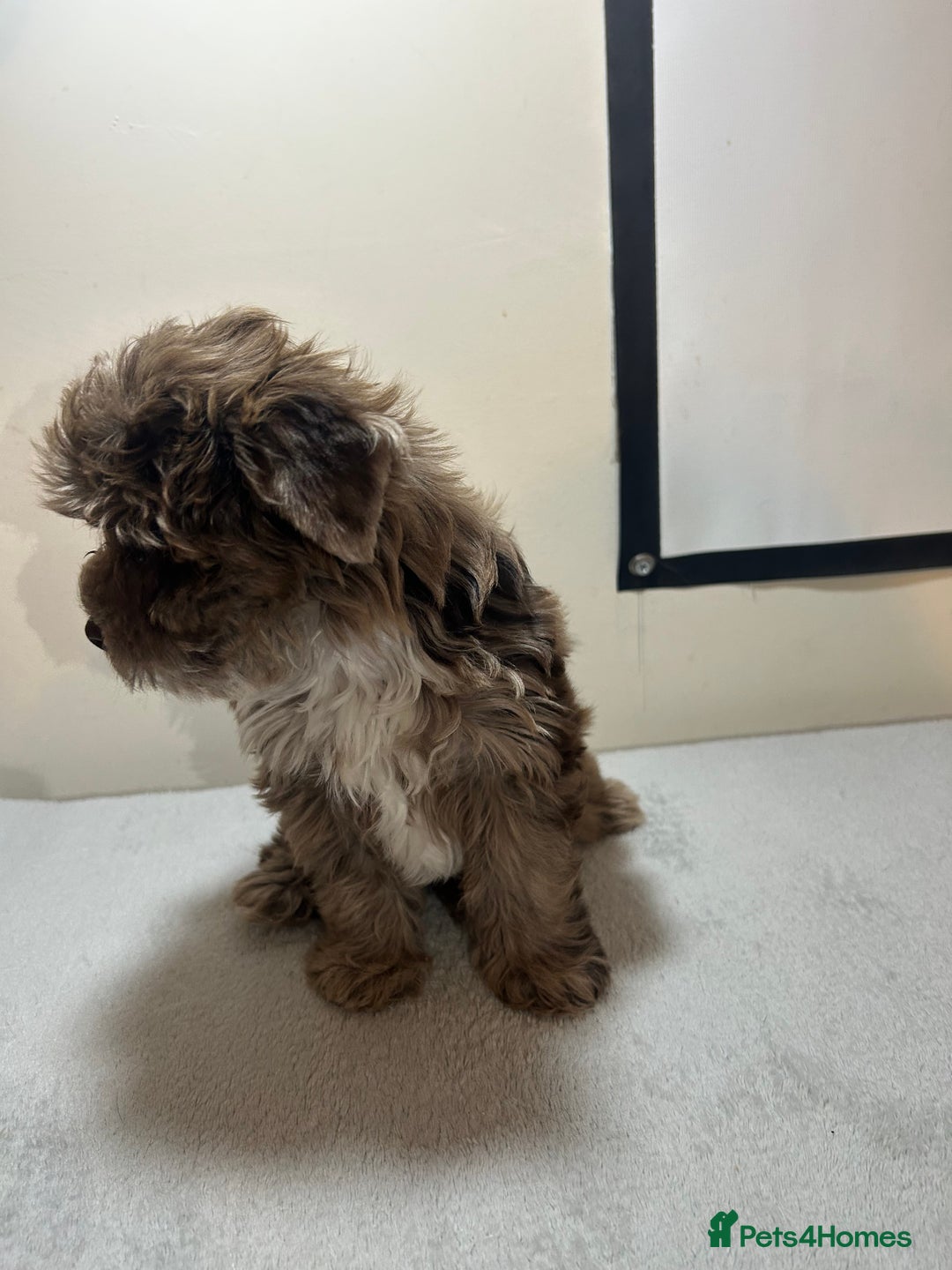 Biewer Terrier dogs for sale: Choco,black & ocean pearl Biewer Terrier - Advert 18