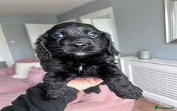 Cockapoo dogs for sale: 5 black cockapoos - Image 4