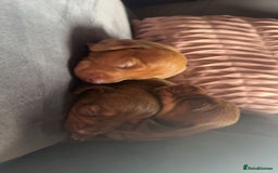Miniature Dachshund dogs for sale: 3 gorgeous miniature daschunds - Image 11