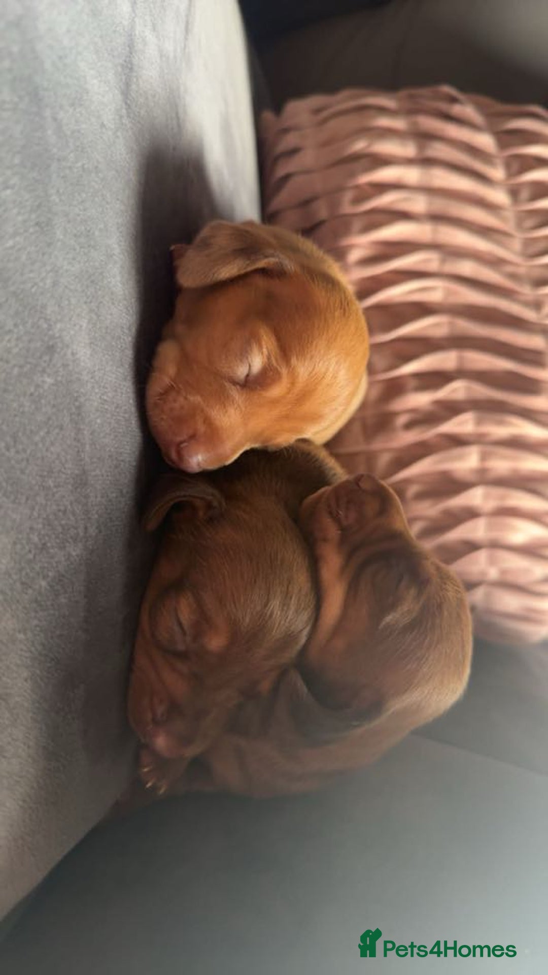 Miniature Dachshund dogs for sale: 3 gorgeous miniature daschunds - Image 11
