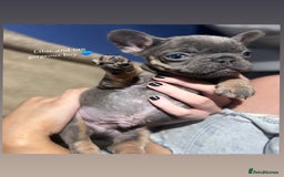 French Bulldog dogs for sale: Beautiful French bulldog puppies  - Image 2