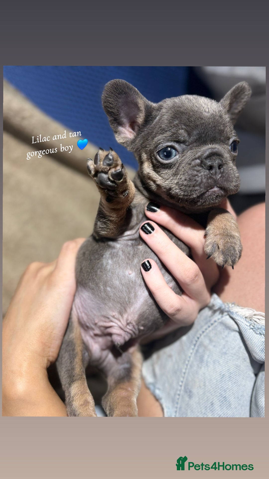 French Bulldog dogs for sale: Beautiful French bulldog puppies  - Image 2