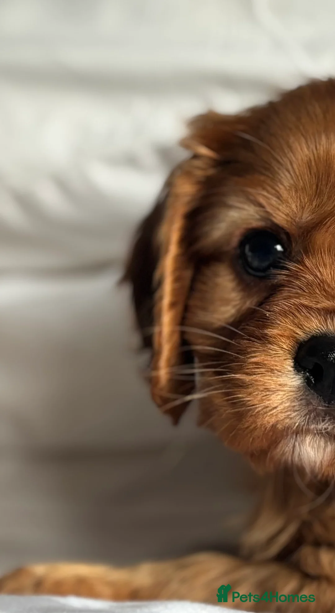 Cavalier King Charles Spaniel dogs for sale: 🐶KC REG, EXTENSIVELY HEALTH TESTED CAVALIER 🐶  - Advert 20