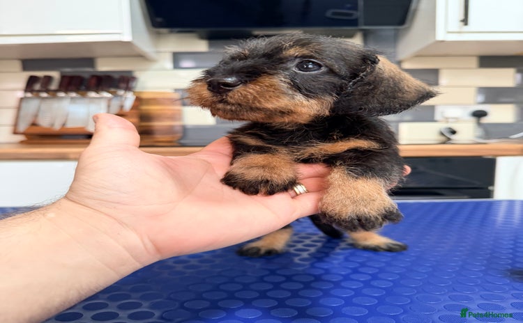 Miniature Dachshund dogs - Advert 7