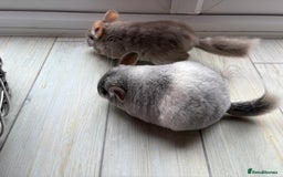 Chinchilla rodents for sale: Trio of Young Males - Image 10