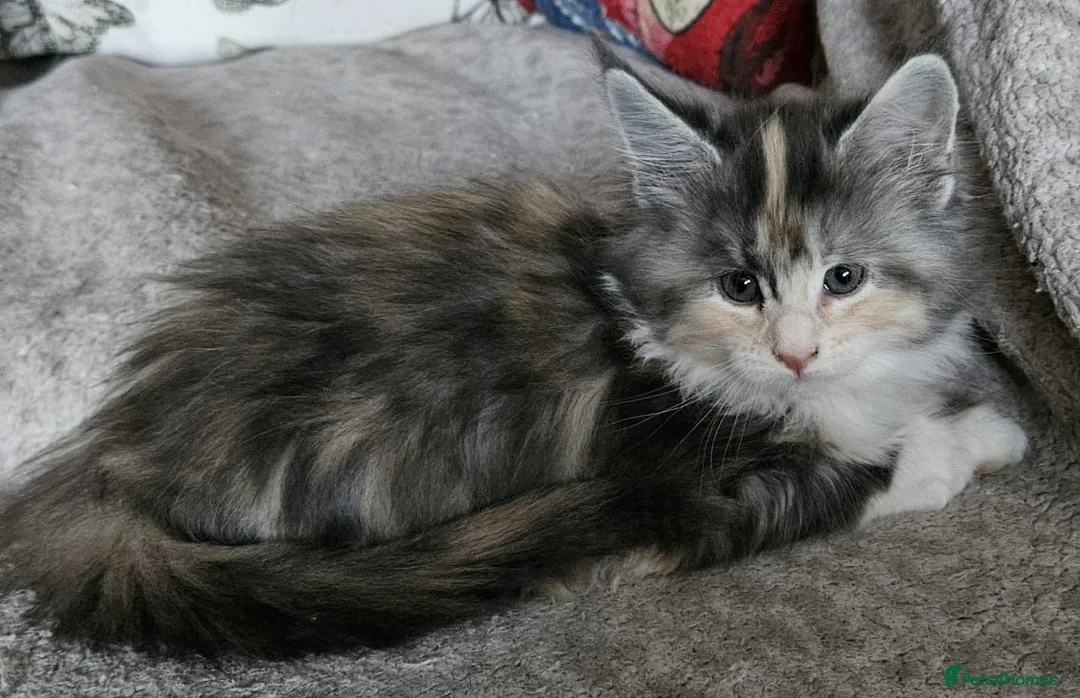 Maine Coon cats for sale: Stunning GCCF registered Maine Coon Kittens  - Advert 24