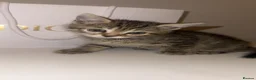 Bengal cats for sale: Beautiful half bengal kitten  - Advert 2