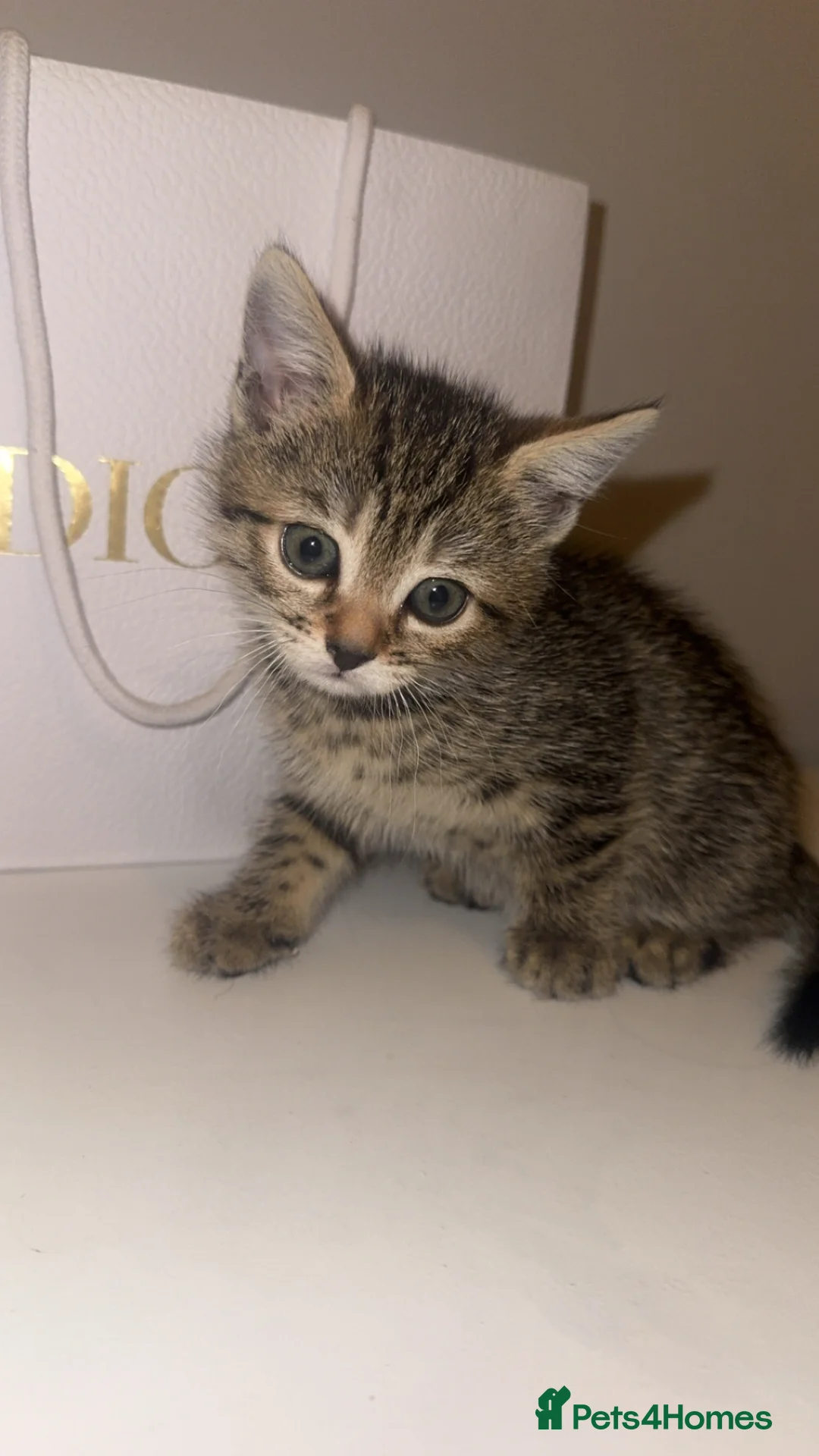 Bengal cats for sale: Beautiful half bengal kitten  - Advert 2
