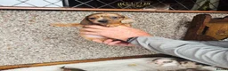 Dachshund dogs for sale: Stunning litter of dachshund pups  - Advert 4