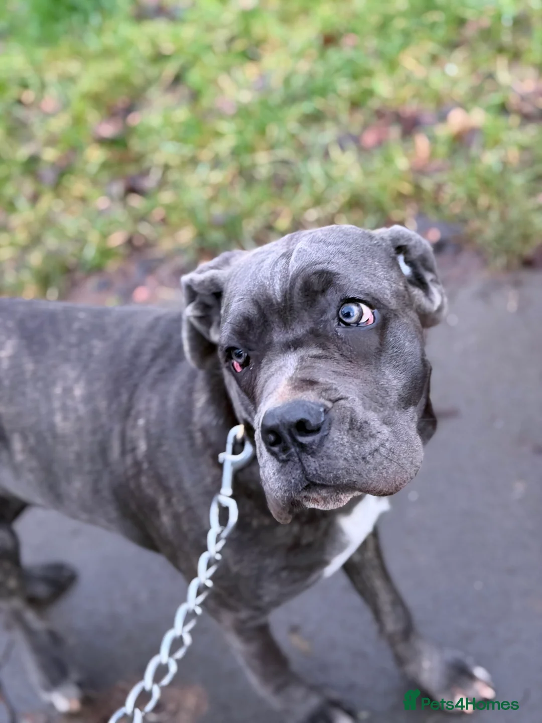 Cane Corso dogs for sale: Gorgeous Cane Corso  - Advert 9