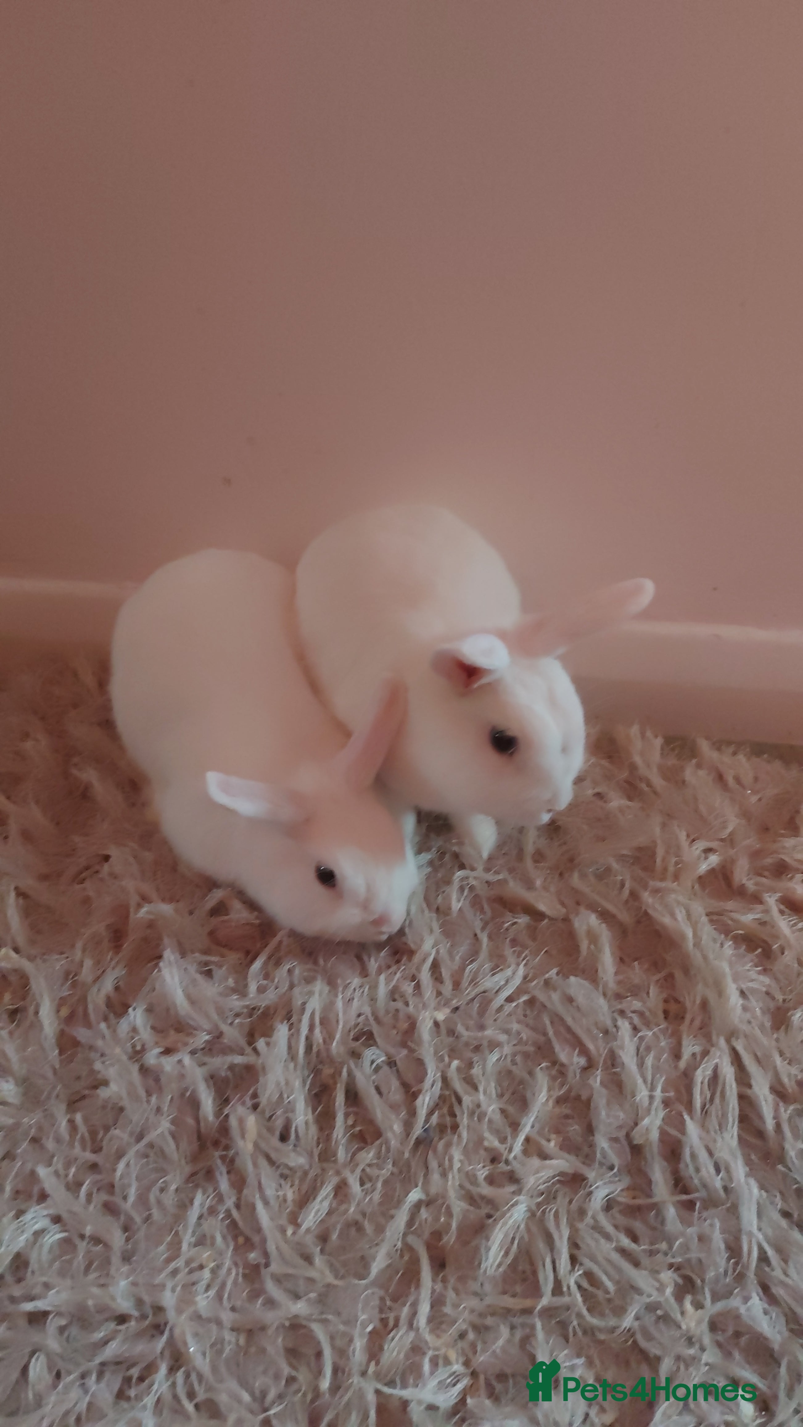 Mixed Breed rabbits Beautiful Blue-Eyed White Rabbits–For Sale - Advert 11