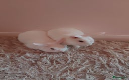 Mixed Breed rabbits for sale: Beautiful Blue-Eyed White Rabbits–For Sale - Advert 1