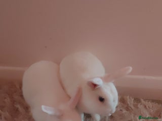 Mixed Breed rabbits Beautiful Blue-Eyed White Rabbits–For Sale - Advert 2
