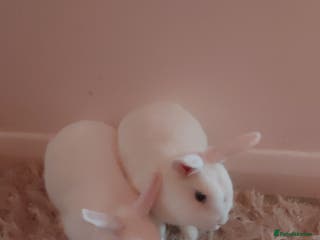 Mixed Breed rabbits Beautiful Blue-Eyed White Rabbits–For Sale - Advert 14