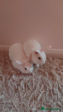 Mixed Breed rabbits Beautiful Blue-Eyed White Rabbits–For Sale - Advert 1