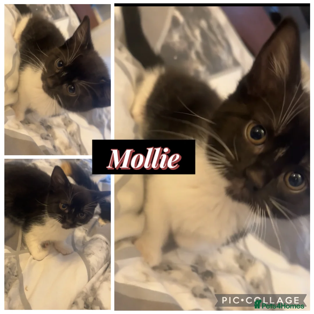 British Longhair cats for sale: 4 kittens for sale! - Advert 5