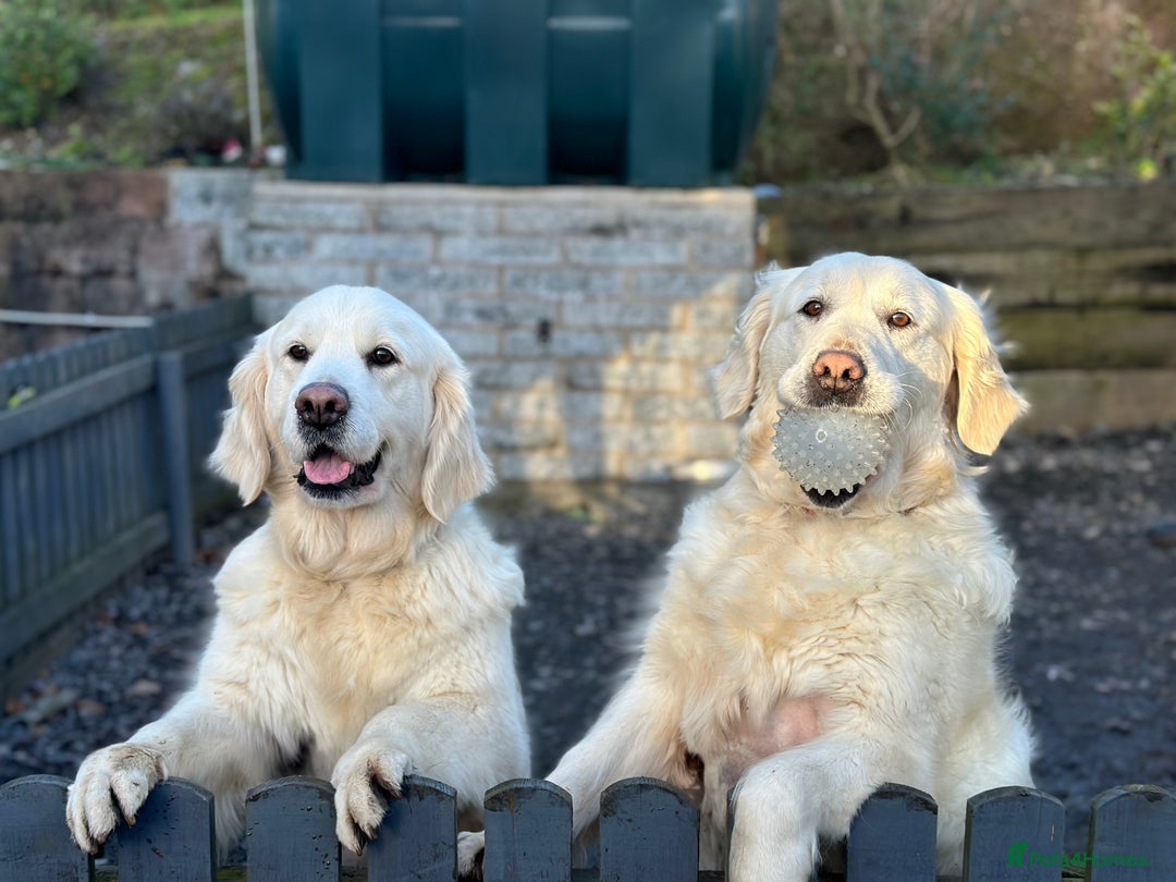 Golden Retriever dogs for sale: 7 year old cream Goldie girl  - Advert 5