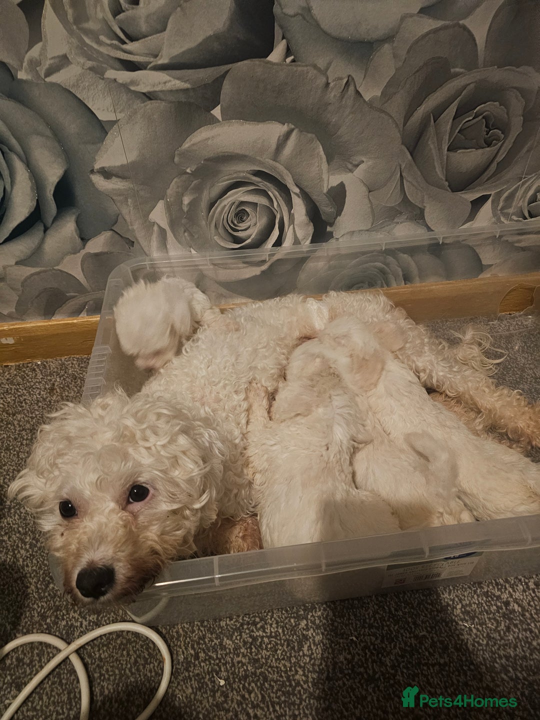 Bichon Frise dogs for sale: Bichon - Advert 1