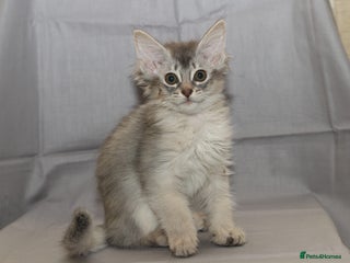 Somali cats - Advert 8