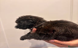 Irish Doodle dogs for sale: REDUCED F1 Miniature Irish Doodle - Image 9