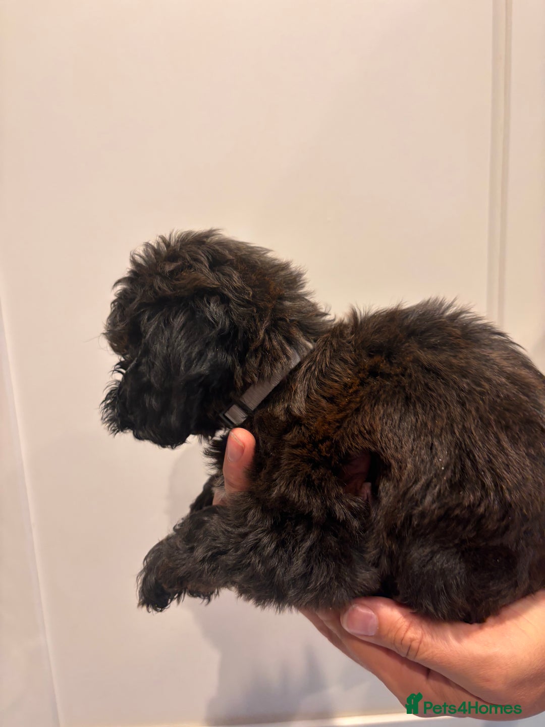 Irish Doodle dogs for sale: REDUCED F1 Miniature Irish Doodle - Image 9