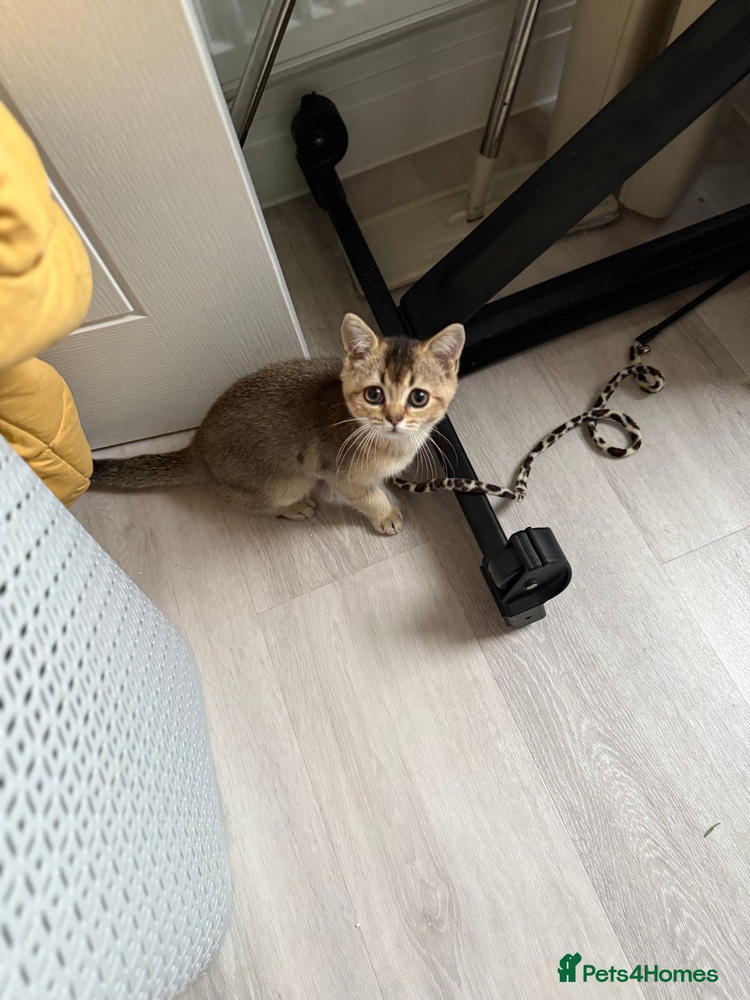 British Shorthair cats for sale: Golden British Shorthair Male - Image 3